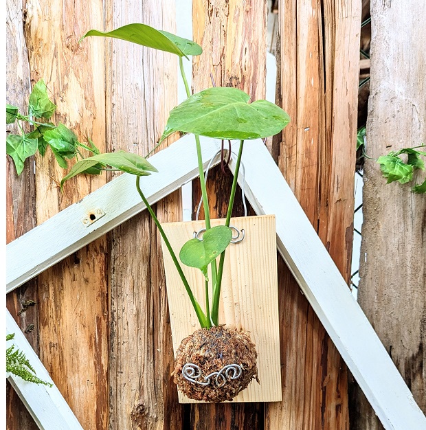 苔球植物上板