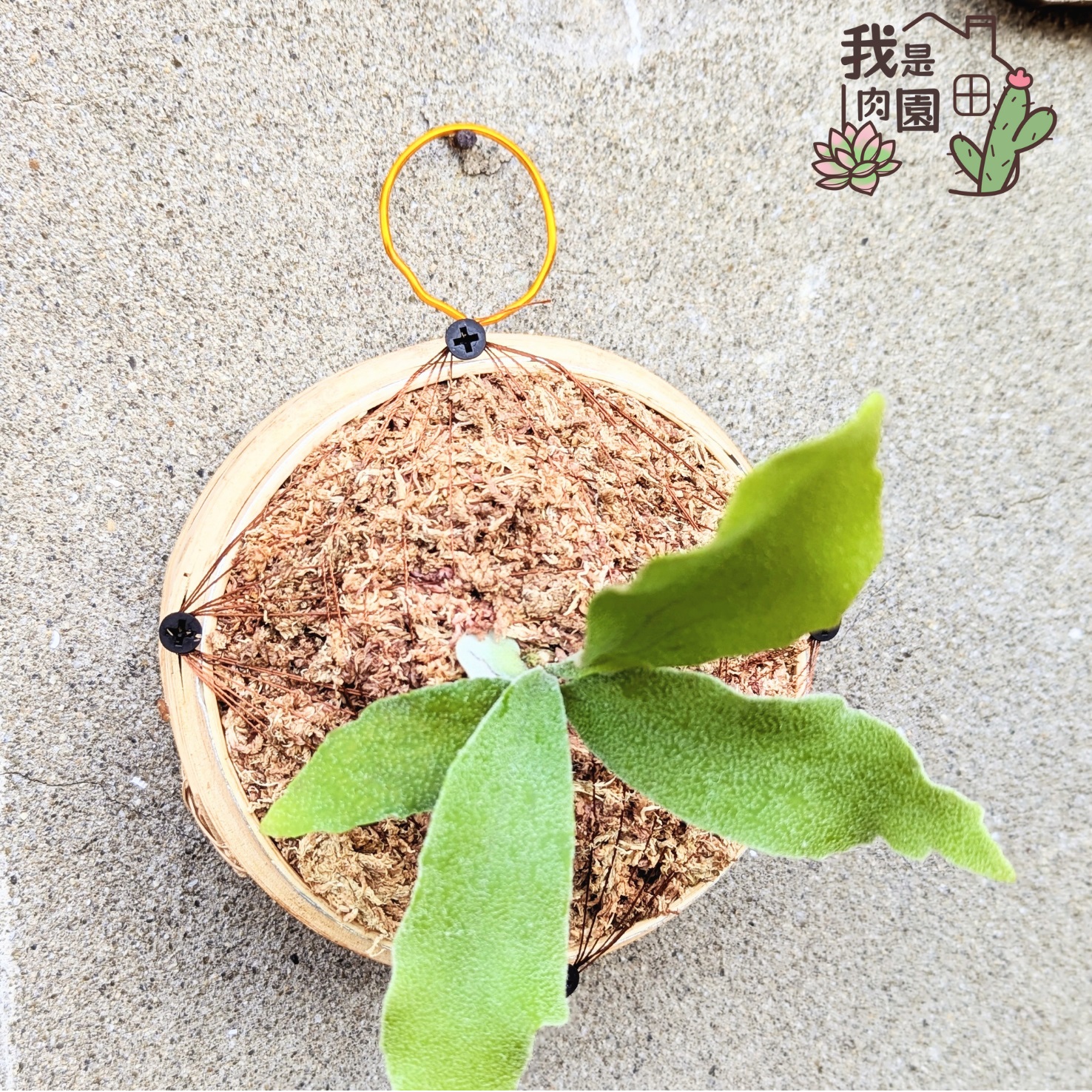 鹿角蕨創意上板