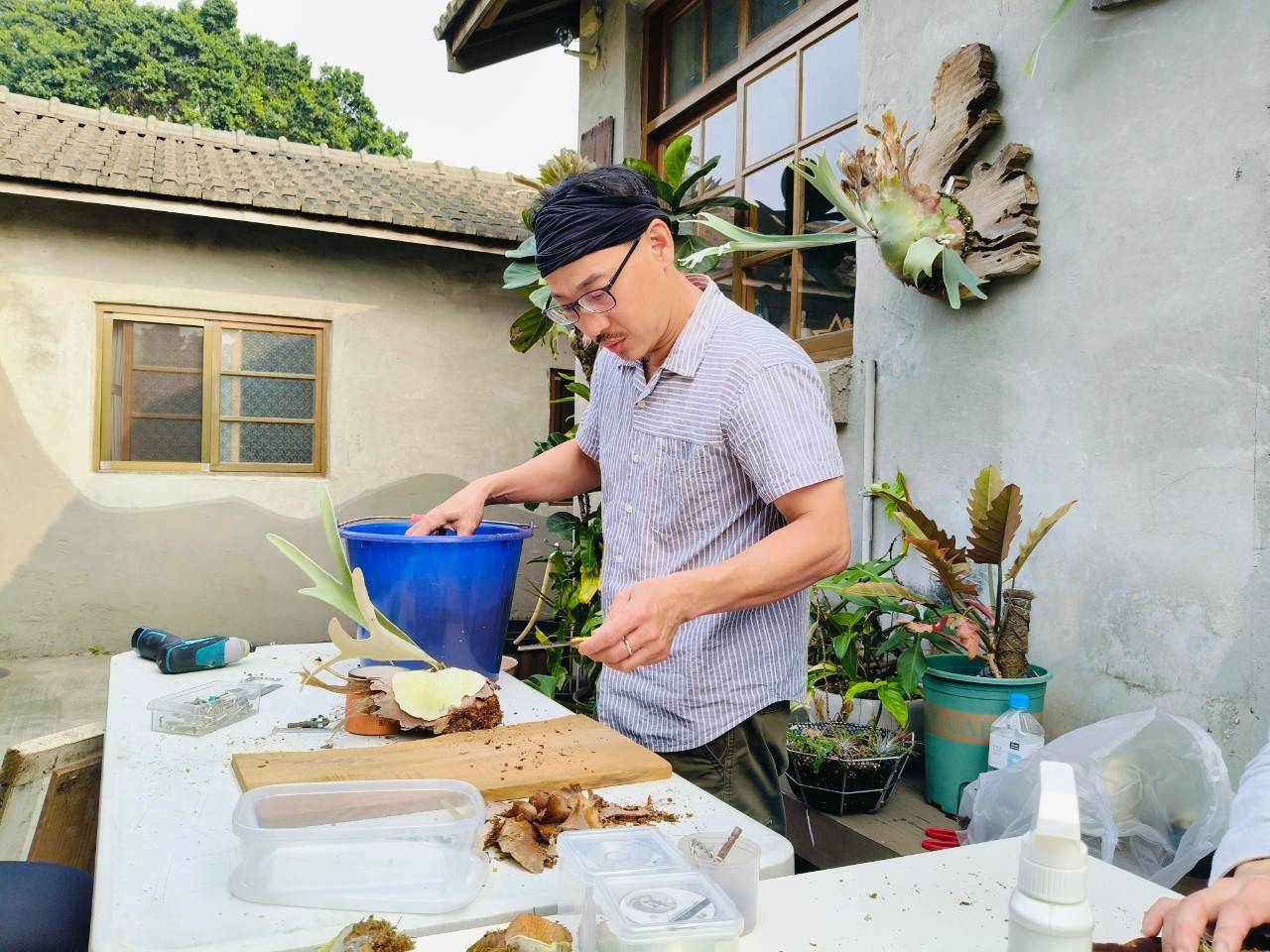 綠手指 植物上板