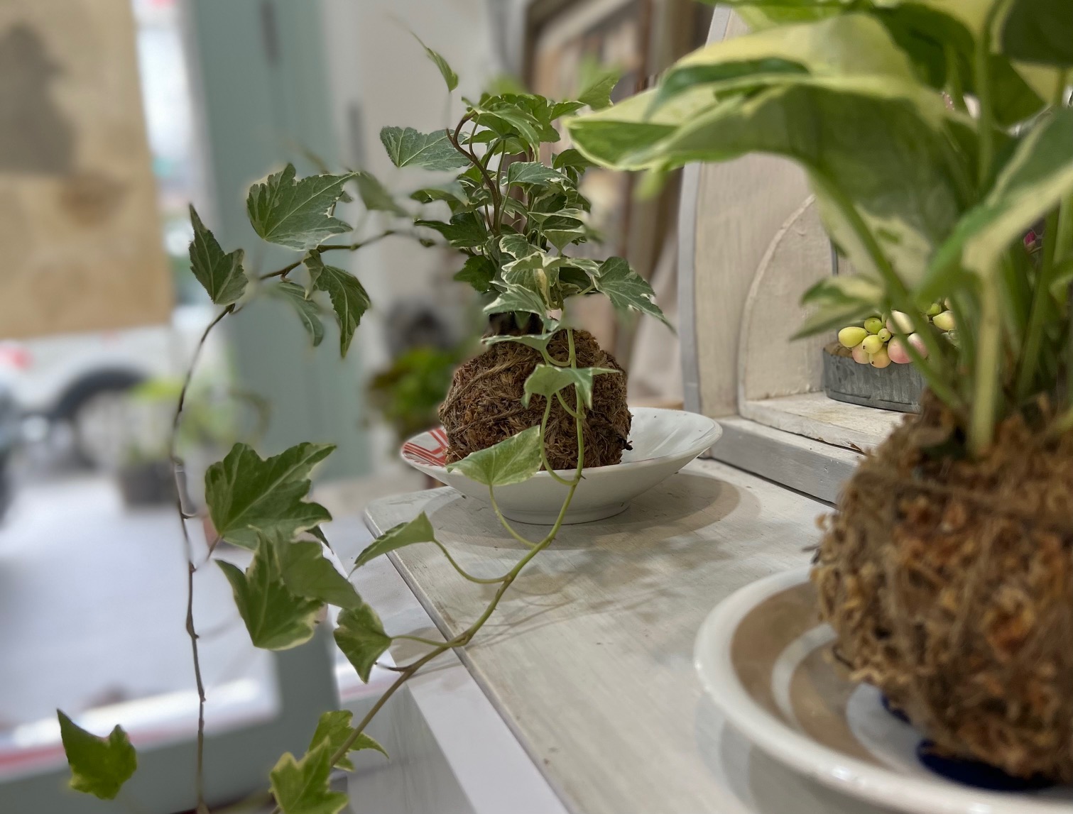 好學手作課～貓之繪與綠苔球體驗課